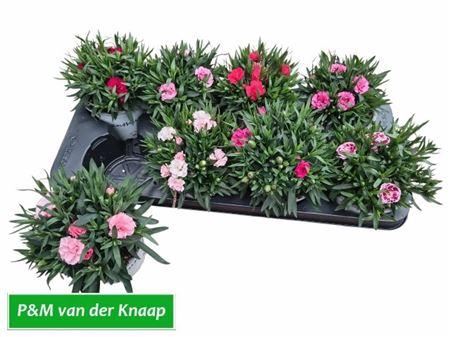 <h4>Dian Osc Gem</h4>