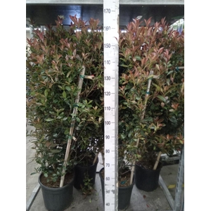 Photinia fraseri