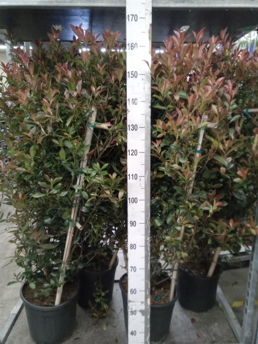 <h4>Photinia fraseri</h4>