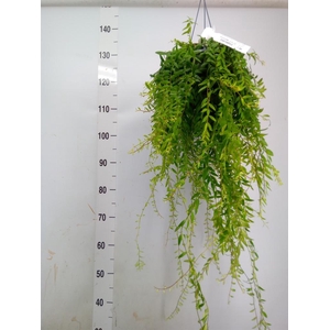 Aeschynanthus 'Japhrolepis'