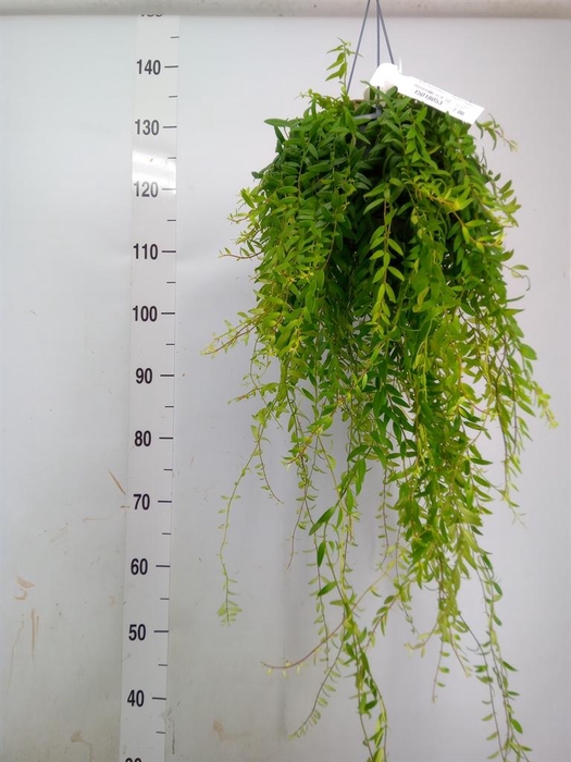 <h4>Aeschynanthus  'Japhrolepis'</h4>