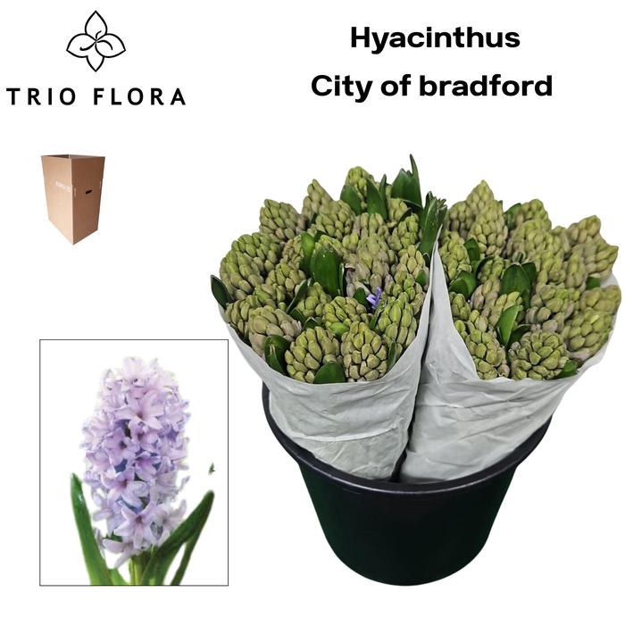 <h4>HYAC CITY OF BRADFOR Aqua Box 50</h4>