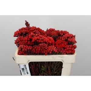 Kaaps Groen Red Brunia Small