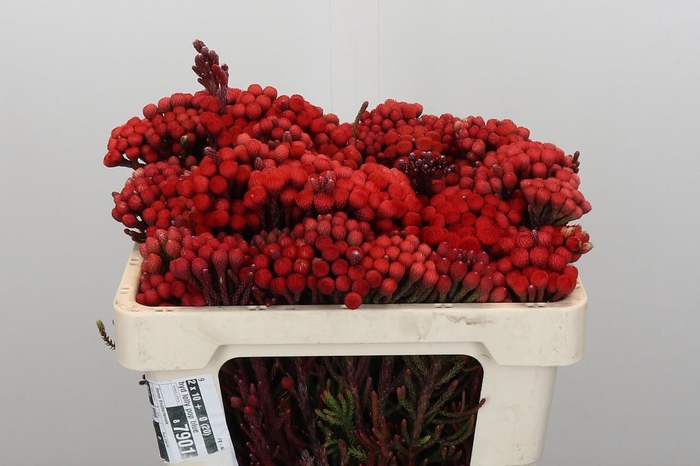 <h4>Kaaps Groen Red Brunia Small</h4>