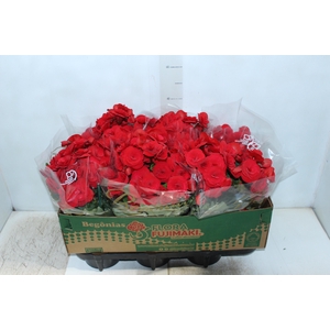 BEGONIA BALADIN P15