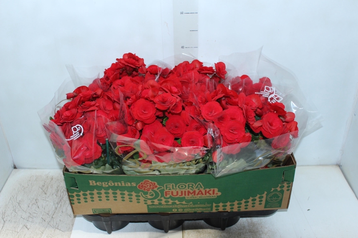 <h4>BEGONIA BALADIN P15</h4>