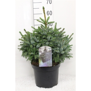 Picea omorika ' Nana' P29 potgedrukt