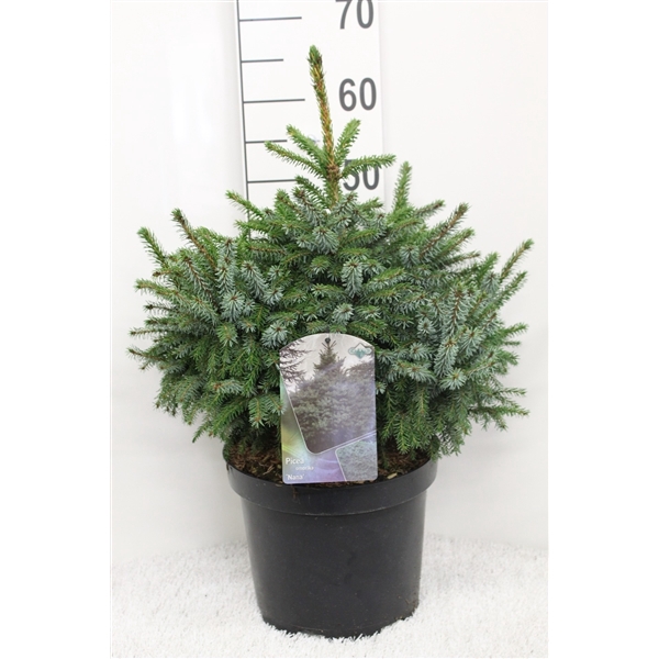 <h4>Picea omorika ' Nana' P29 potgedrukt</h4>