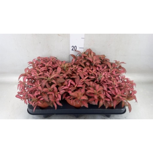 Fittonia verschaf. 'Forest Flame'