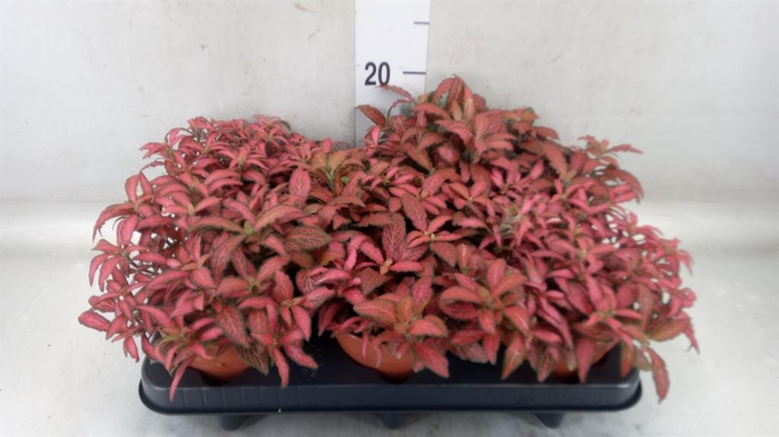 <h4>Fittonia verschaf. 'Forest Flame'</h4>