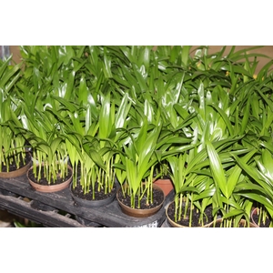 ARECA BAMBU P11