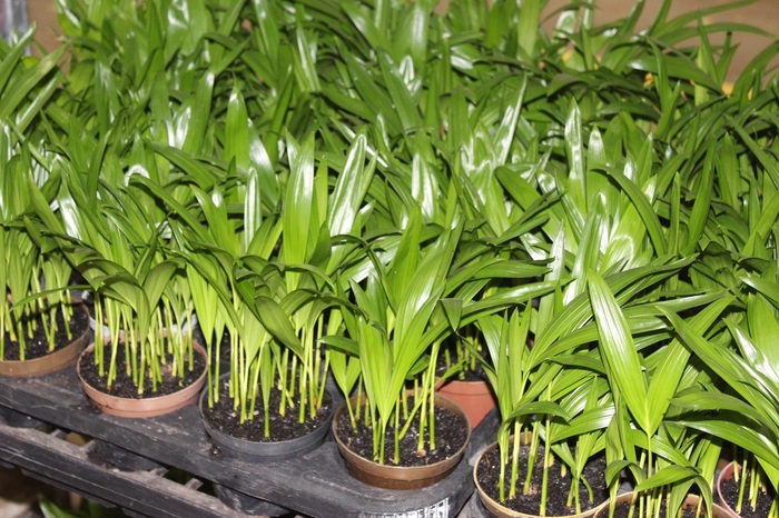<h4>ARECA BAMBU P11</h4>