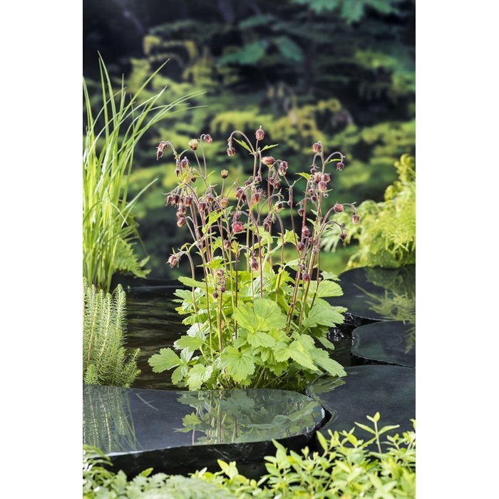 <h4>Geum rivale</h4>