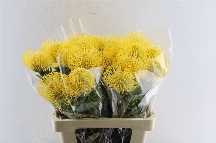 <h4>Leuco Co High Gold</h4>