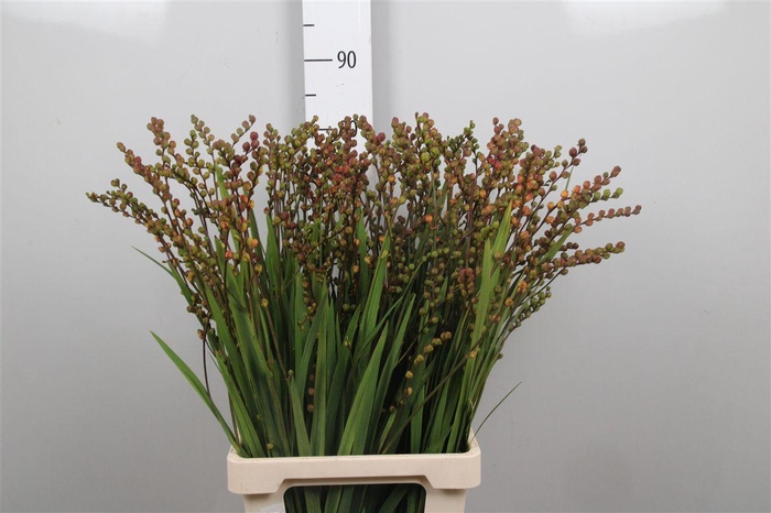 <h4>Crocosmia Bes Ov</h4>
