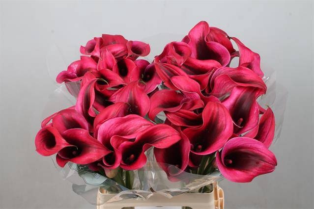 <h4>Calla Rudolph Kallaland</h4>