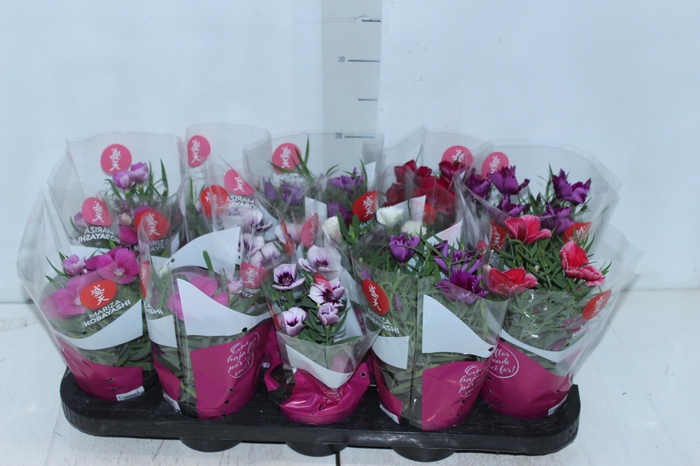 <h4>CRAVINEA P11</h4>