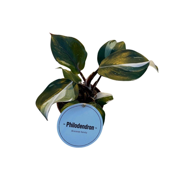 <h4>Philodendron White Knight</h4>