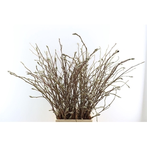 Magnolia Grandiflora 100cm P Stem