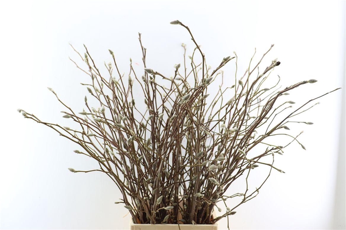 <h4>Magnolia Grandiflora 100cm P Stem</h4>