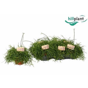 RHIPSALIS BA OASIS