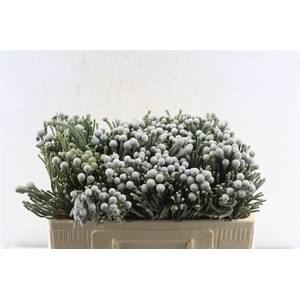 Kaaps Silver Brunia