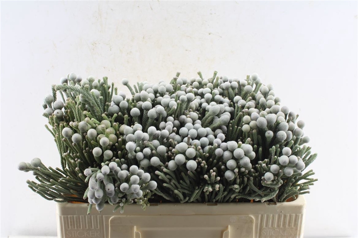 <h4>Kaaps Silver Brunia</h4>