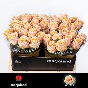 R Gr Bellini Marjoland