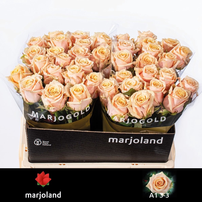 <h4>R Gr Bellini Marjoland</h4>