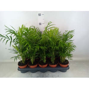 Chamaedorea elegans