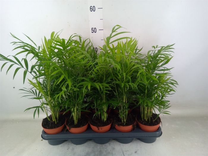 <h4>Chamaedorea elegans</h4>