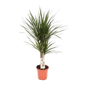 Dracaena marg.