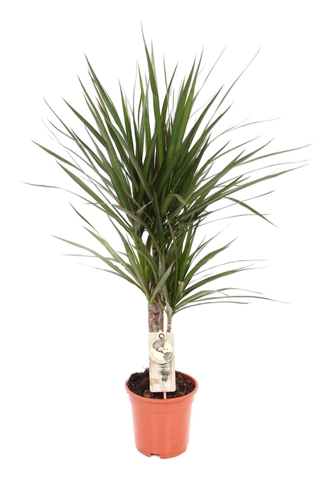 <h4>Dracaena marg.</h4>