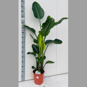 STRELITZIA NICOLAI
