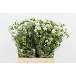 GOMPHRENA WHITE