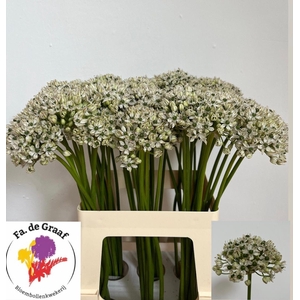 ALLIUM NIGRUM