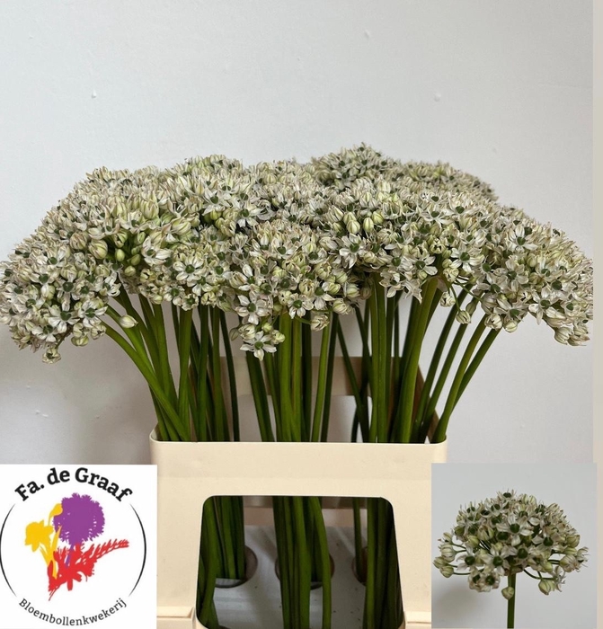 <h4>ALLIUM NIGRUM</h4>