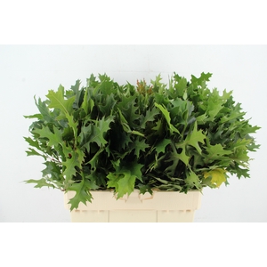 QUERC PALUSTRIS 60CM
