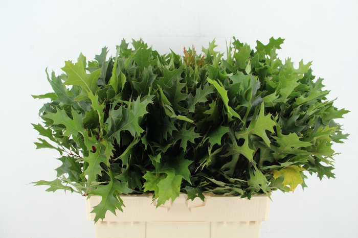 <h4>QUERC PALUSTRIS 60CM</h4>