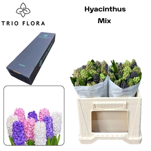 HYAC GEM 5 KLEUREN Box L 150