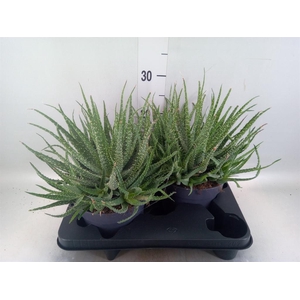 Aloe humilis