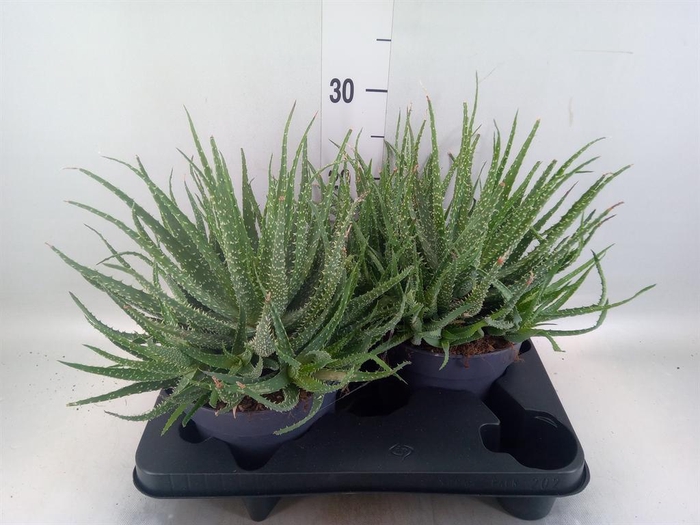 <h4>Aloe humilis</h4>