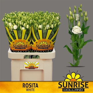 Eus G Rosi White