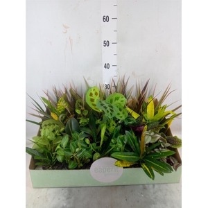 Planten  ..mix