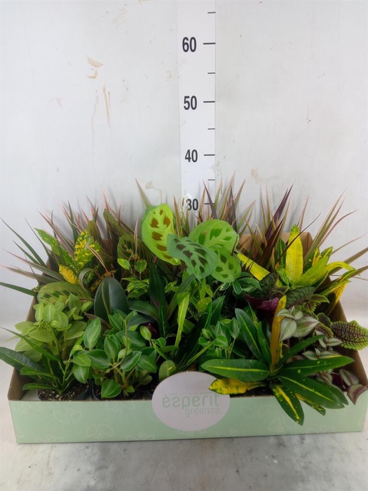 <h4>Planten  ..mix</h4>