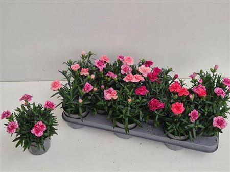 <h4>Dian Osc Gem</h4>