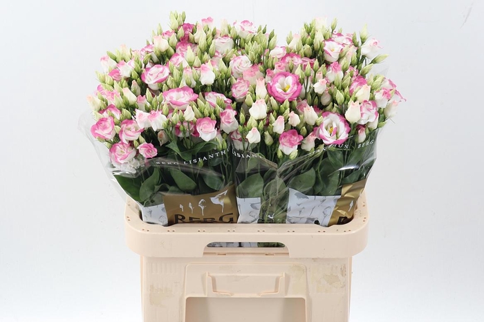 <h4>Eus G Rosi Hot Lips</h4>