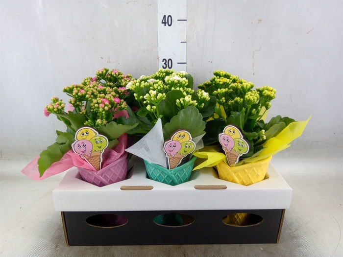 <h4>Arr.   Planten L%</h4>