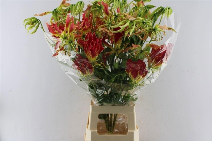 <h4>Gloriosa South Wind</h4>