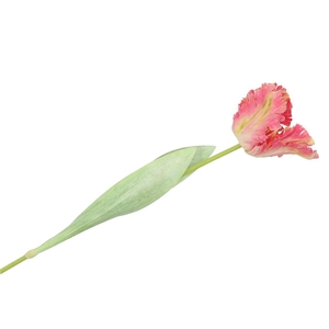 Silk Tulip Papagayo Pink/yellow 64cm